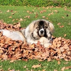 Meet your Posher, Jean pierre